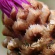 Foto von Besonderheit Centaurea jacea